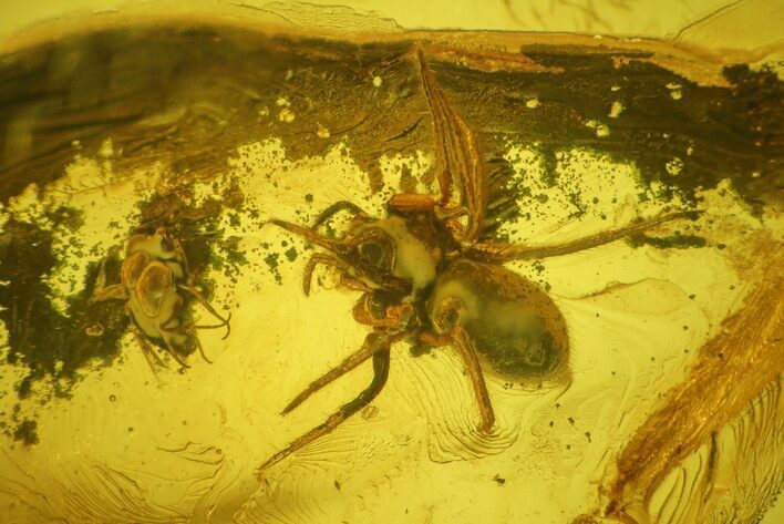 Fossil Fly and a Spider In Baltic Amber (Attack Position?) #145389